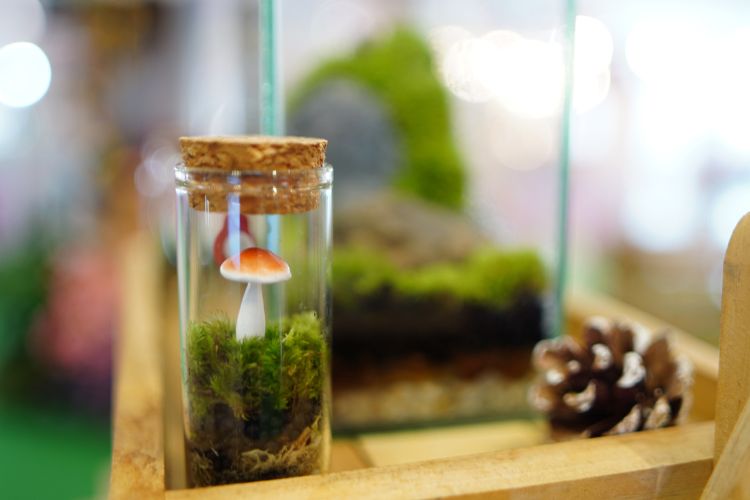 terrarium for mushrooms